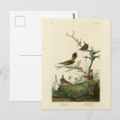 Winter Wren, Rock Wren, Audubon's Birds of America ポストカード (正面/裏面)