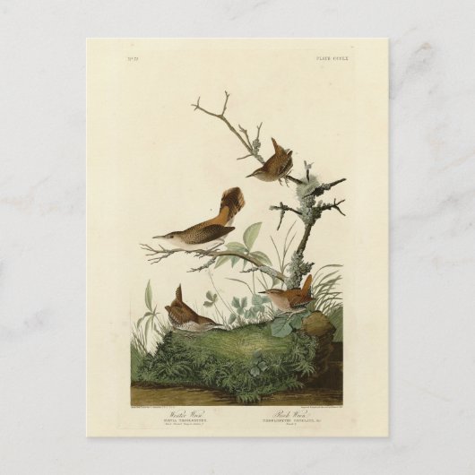 Winter Wren, Rock Wren, Audubon's Birds of America ポストカード (正面)