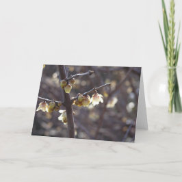 Wintersweet (Chimonanthus praecox)カード シーズンカード