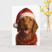 Wire haired Vizsla in a Santa hat Christmas card カード (黄色い花)