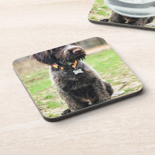 Wirehaired指すGriffon子犬 コースター (左側)