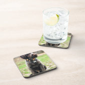 Wirehaired指すGriffon子犬 コースター (右側)