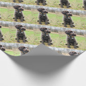 Wirehaired指すGriffon子犬 ラッピングペーパー (角)