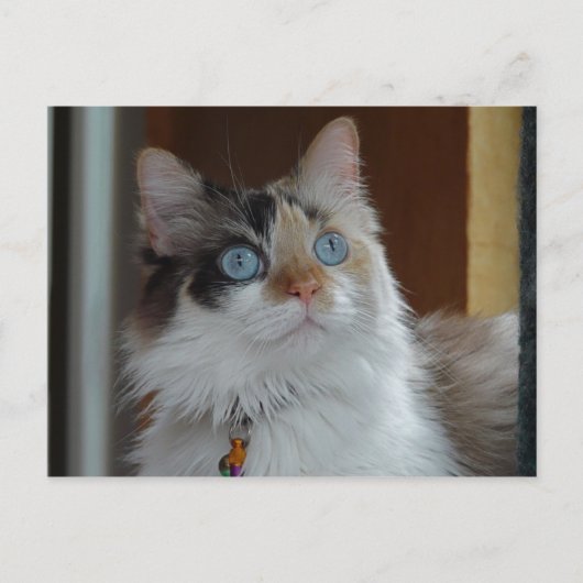 Wisdomはがきを検索 ポストカード (正面)