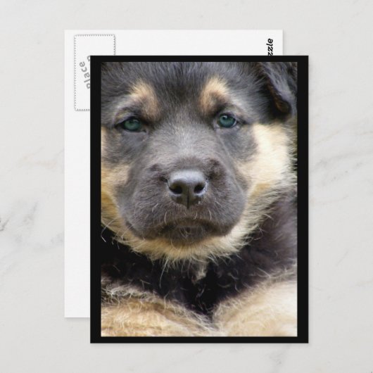 Wise Eyesはがき ポストカード (正面/裏面)