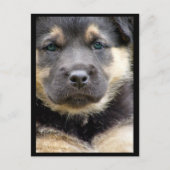 Wise Eyesはがき ポストカード (正面)