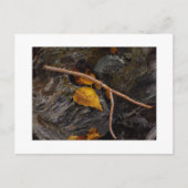 "Wishbone" ポストカード (正面)