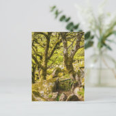 Wistman's Wood Dartmoor Devon Englandイギリス ポストカード (スタンド正面)