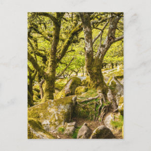 Wistman's Wood Dartmoor Devon Englandイギリス ポストカード