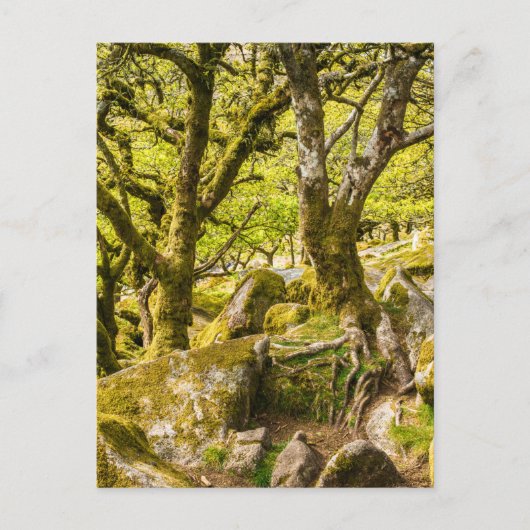 Wistman's Wood Dartmoor Devon Englandイギリス ポストカード (正面)