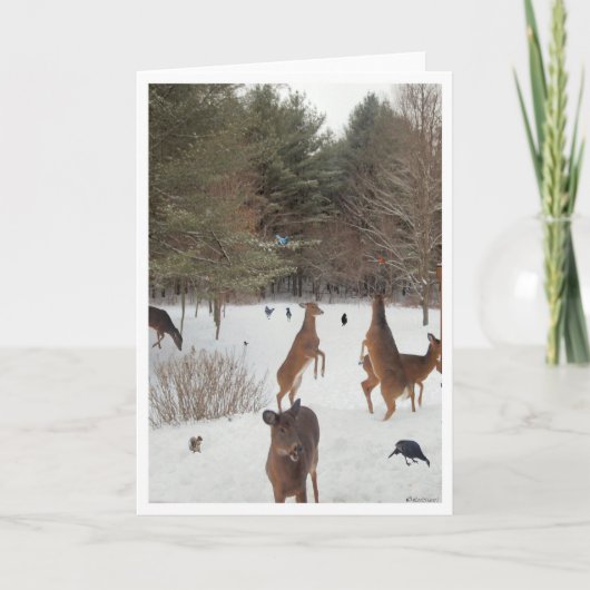 Witness to Nature美しい カード (正面)