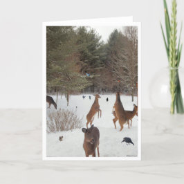 Witness to Nature美しい カード