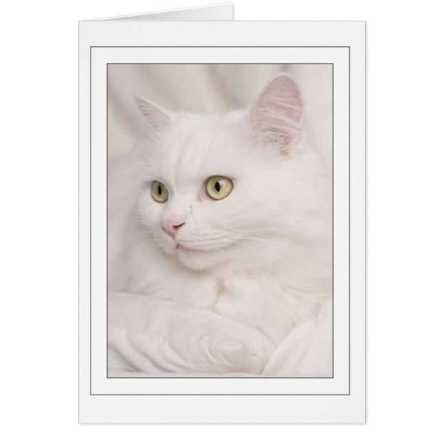 Witte turkse angora kater (正面)