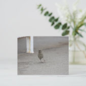 Woahすずめ! ポストカード (スタンド正面)