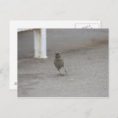 Woahすずめ! ポストカード (正面/裏面)