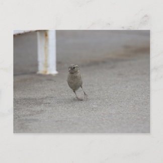 Woahすずめ! ポストカード