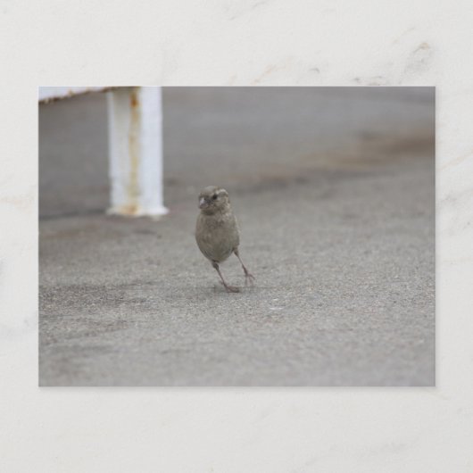 Woahすずめ! ポストカード (正面)