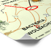 Wolbachia-Infected Mosquito Risks by RoseWrites ポスター (角)