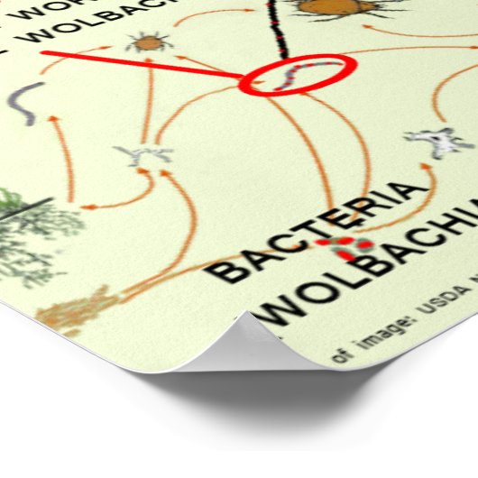 Wolbachia-Infected Mosquito Risks by RoseWrites ポスター (角)