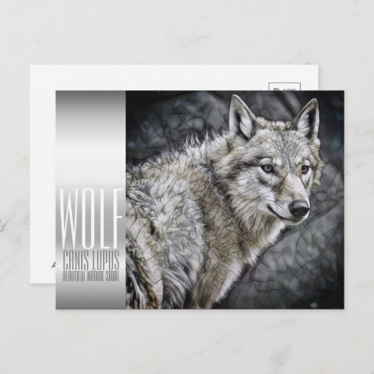 Wolf ポストカード (正面/裏面)