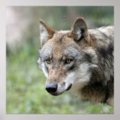 Wolf 001 ポスター (正面)