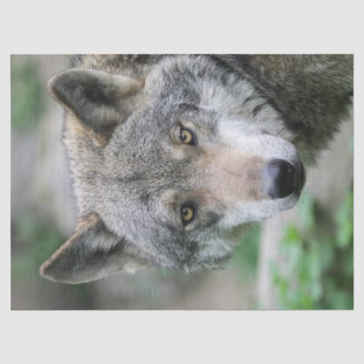 Wolf_011 薄葉紙 (正面)