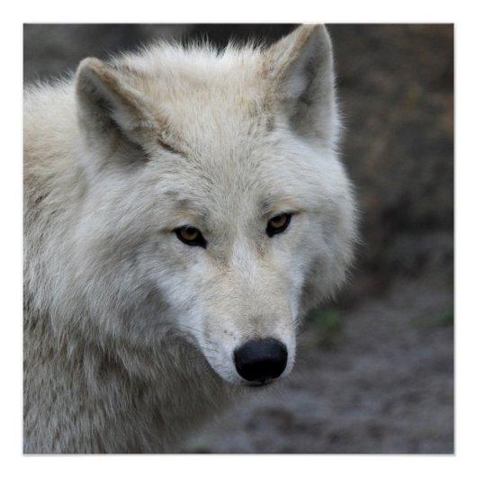 Wolf_015 ポスター (正面)