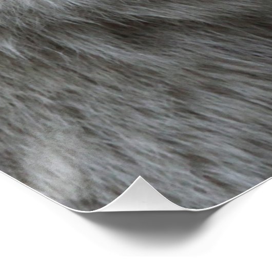 Wolf_015 ポスター (コーナー)