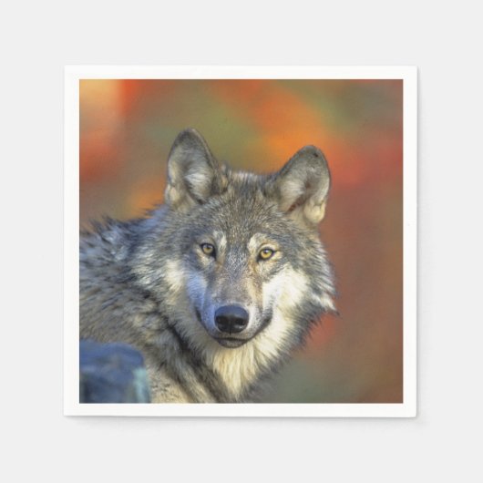 Wolf_2015_0301 スタンダードカクテルナプキン (正面)
