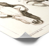 Wolf and Fox Skulls Veterinary Anatomy Print ポスター (角)