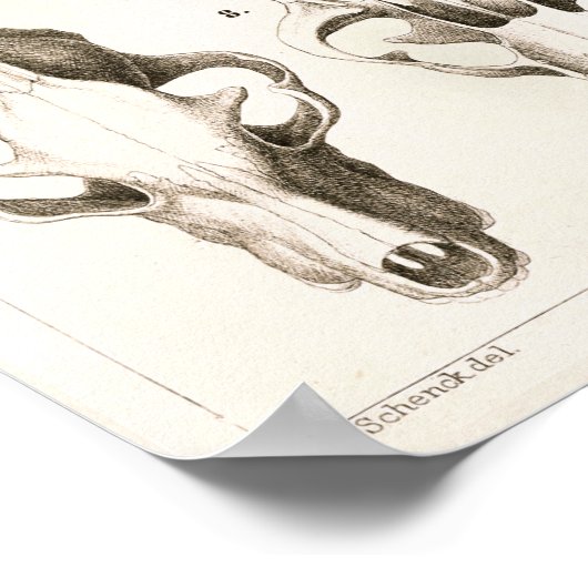 Wolf and Fox Skulls Veterinary Anatomy Print ポスター (角)