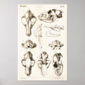 Wolf and Fox Skulls Veterinary Anatomy Print ポスター (正面)
