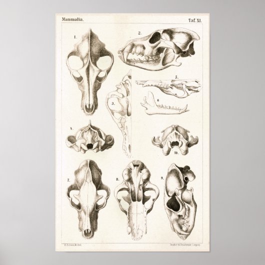 Wolf and Fox Skulls Veterinary Anatomy Print ポスター (正面)