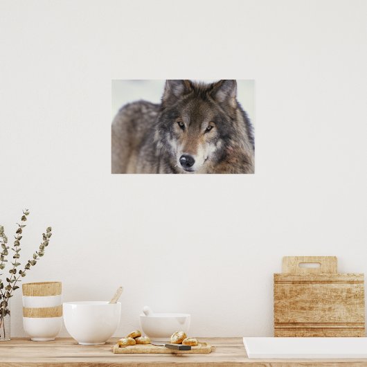 Wolf Gaze Poster ポスター (キッチン)