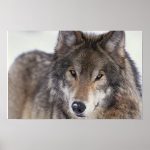 Wolf Gaze Poster ポスター