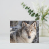 Wolf in the Snow Photoはがき ポストカード (スタンド正面)