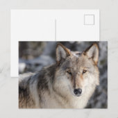 Wolf in the Snow Photoはがき ポストカード (正面/裏面)