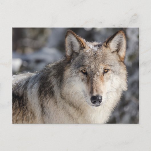 Wolf in the Snow Photoはがき ポストカード (正面)
