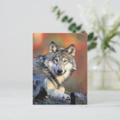 Wolf Portrait ポストカード (スタンド正面)