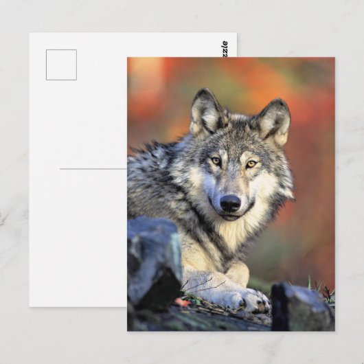 Wolf Portrait ポストカード (正面/裏面)