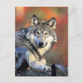 Wolf Portrait ポストカード (正面)