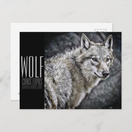Wolf [Postcard] ポストカード (正面/裏面)