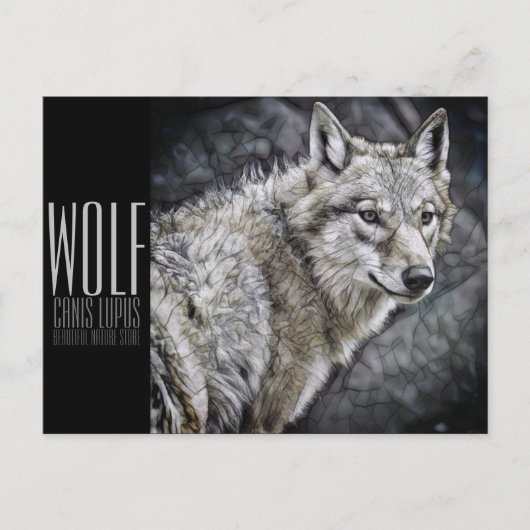 Wolf [Postcard] ポストカード (正面)