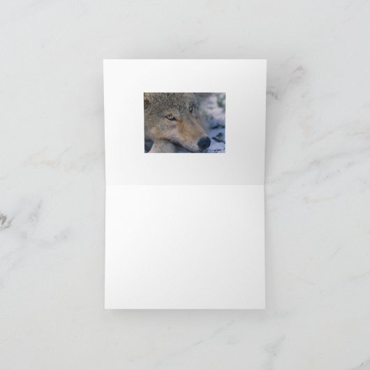 Wolf_pup_closeup カード (内部)