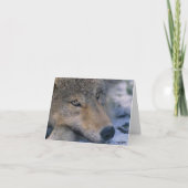 Wolf_pup_closeup カード (正面)