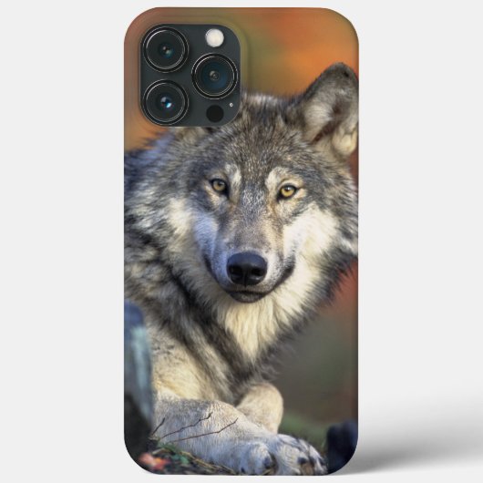Wolf Wisdom iPhone / iPadケース Case-Mate iPhoneケース (裏面)
