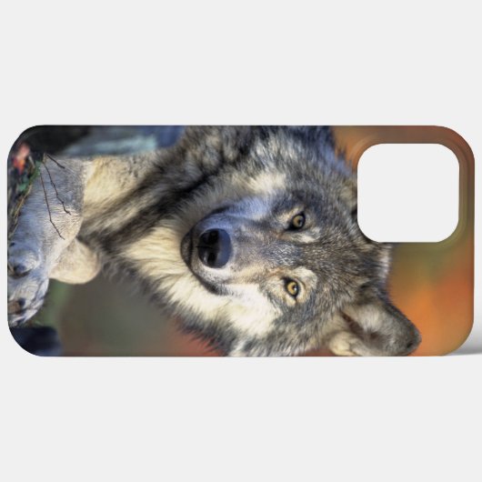 Wolf Wisdom iPhone / iPadケース Case-Mate iPhoneケース (裏面 (横))