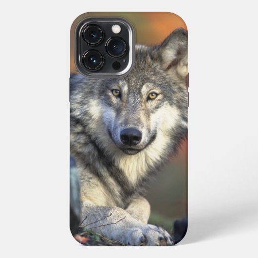 Wolf Wisdom iPhone / iPadケース iPhoneケース (裏面)