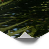 Wollemi Pine Tree Conesポスター ポスター (角)