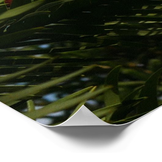 Wollemi Pine Tree Conesポスター ポスター (角)